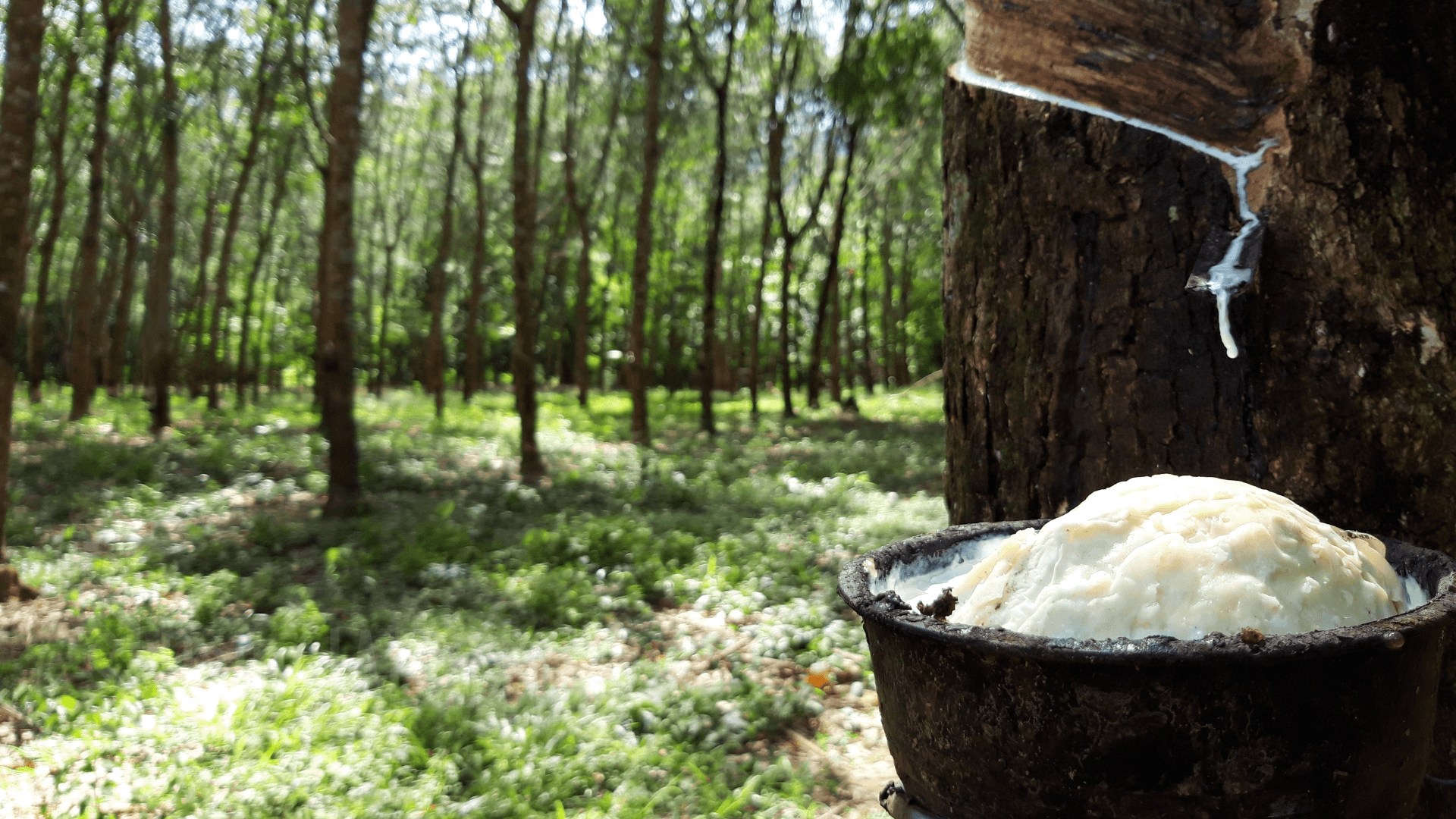 Desafios e Oportunidades para a Autossuficiência na Produção Nacional