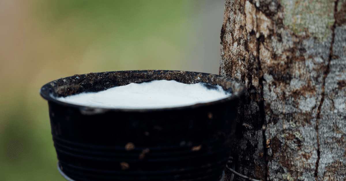 Safra 2024/2025 em São Paulo: produção recorde, desafios climáticos e oportunidades para o heveicultor