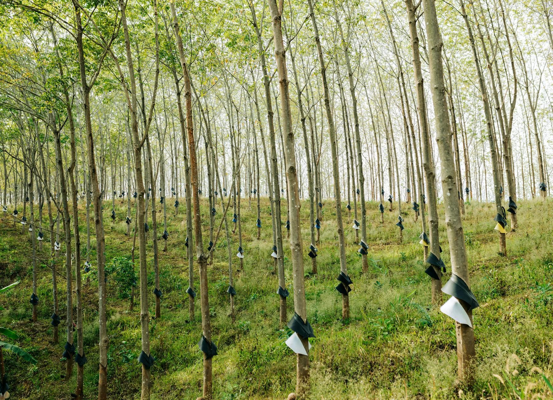 CAR e crédito rural: por que o seringal precisa estar com a documentação ambiental em ordem