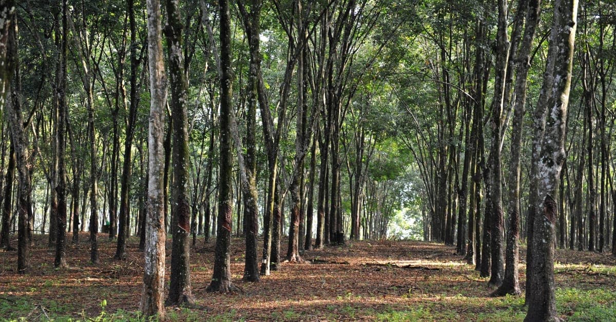 Preço de Referência do IEA para a borracha natural: o que é e por que interessa ao seringueiro