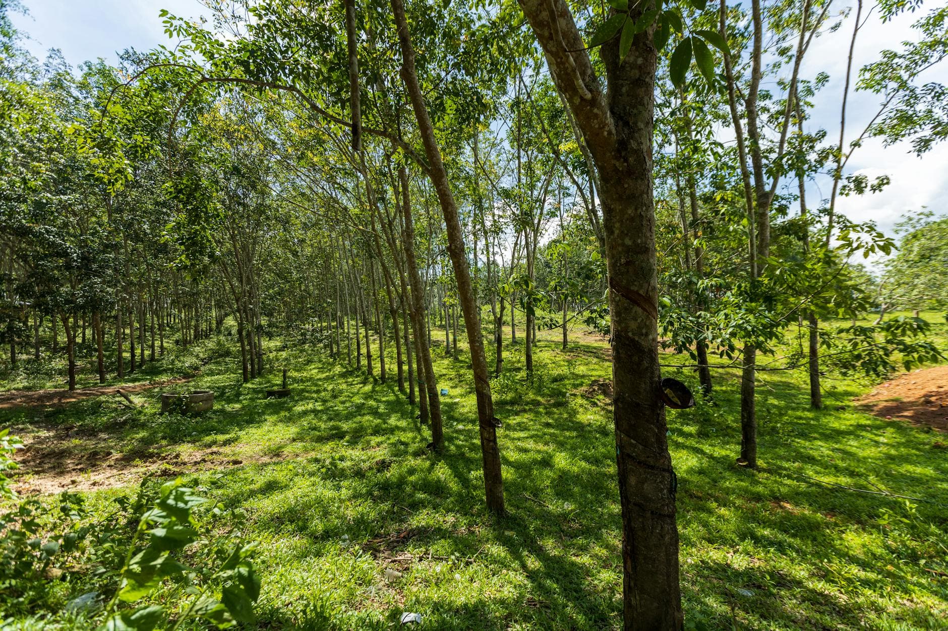 Água no seringal: por que gestão hídrica virou pauta para a borracha natural