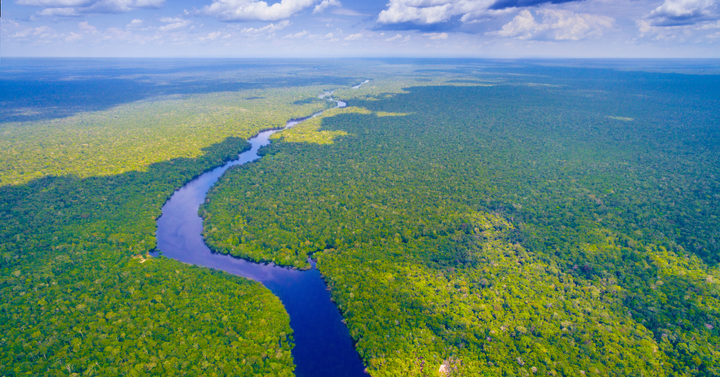 Bioeconomia indígena e rastreabilidade: o caso Mercur/Origens Brasil na borracha natural